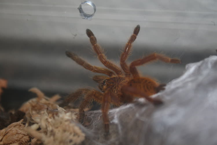 First time showing their face after a molt