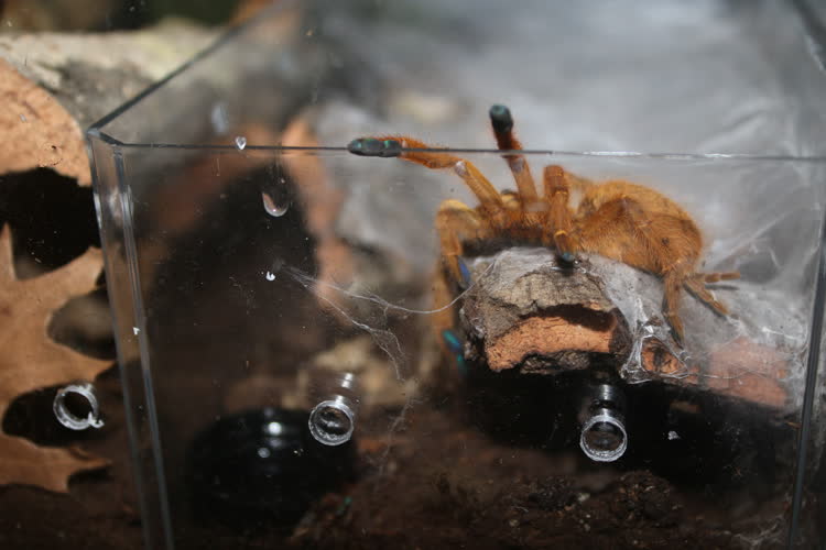 chester's first steps in their new enclosure...