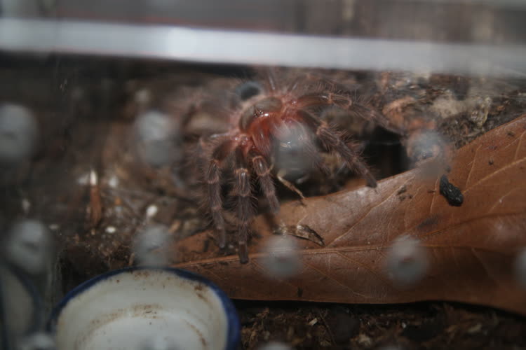 Corn enjoying his first meal after his molt (part 2)