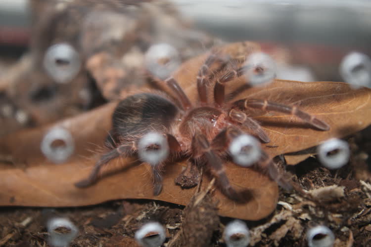 sitting on his leaf (flash 1)