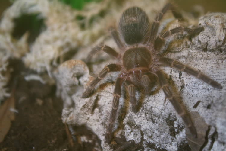 i love it when they do that thing with their pedipalps =)