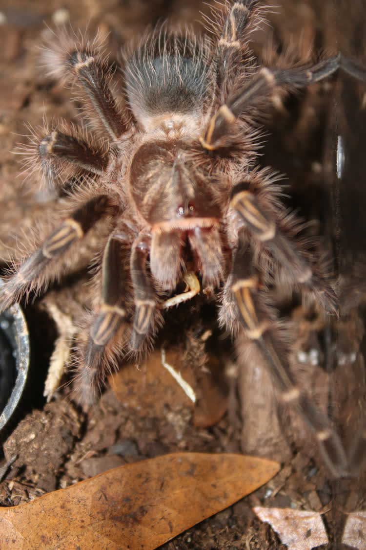 this one's out of focus sorry about that. yes that is a cockroach leg between his fangs, what a brutal predator!